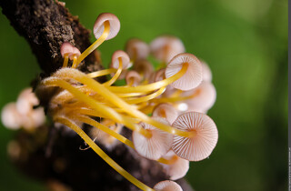 A la découverte des champignons