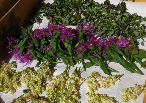 Stage -  les vertus médicinales des plantes sauvages de nos montagnes