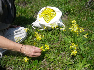 © Stage plantes sauvages de montagne à Val Cenis - EPM