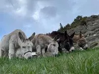 © Anes Vanoise à Val Cenis-Lanslebourg - Yvan