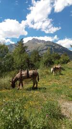 © Anes Vanoise à Val Cenis-Lanslebourg - Yvan