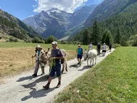 © Randonnée avec ânes bâtés à la Maison des guides de Val Cenis - maisondesguides@orange.fr