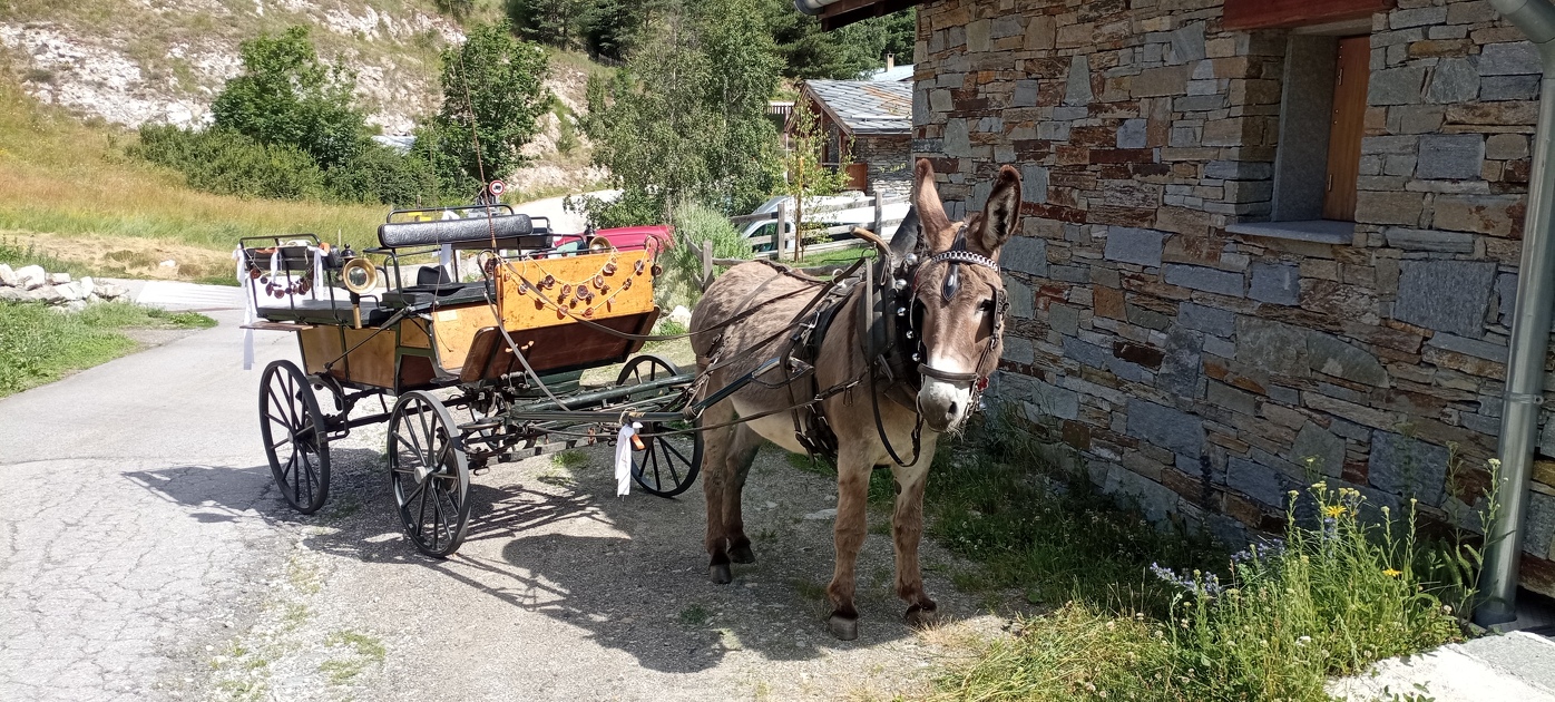 © calèche Anes Vanoise - Yvan