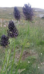 © val-cenis-termignon-refuge-entre-deux-eaux - Marie-Thérèse BURDIN