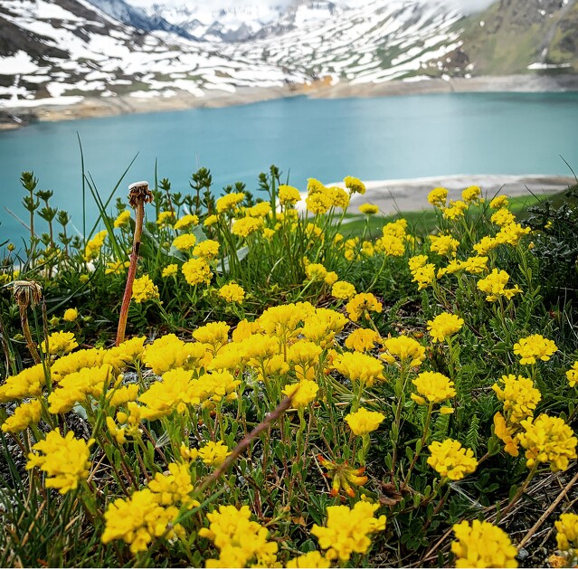 © Présentation des plantes médicinales du Jardin Alpin_Val-Cenis - B.Thomas - OTHMV