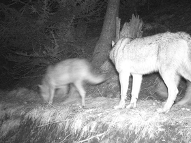 Diaporama - Ma part du loup