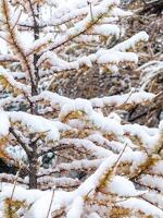 © Itinéraire piéton raquettes  : Le Grand Cerf_Val-Cenis - OTHMV - R Salles