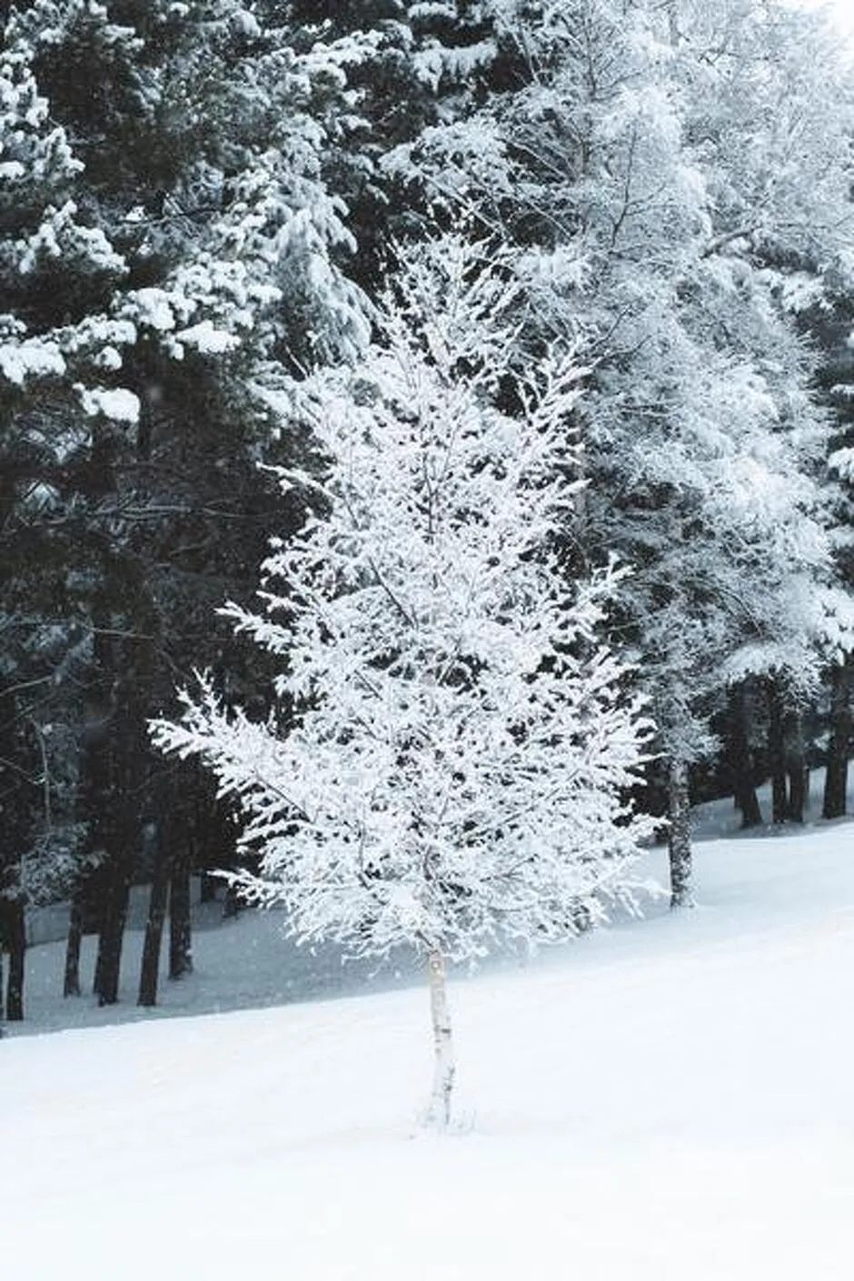 © Itinéraire piéton raquettes  : Tour du Châtel_Val-Cenis - OTHMV - G Lavila