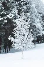 © Itinéraire piéton raquettes  : Tour du Châtel_Val-Cenis - OTHMV - G Lavila