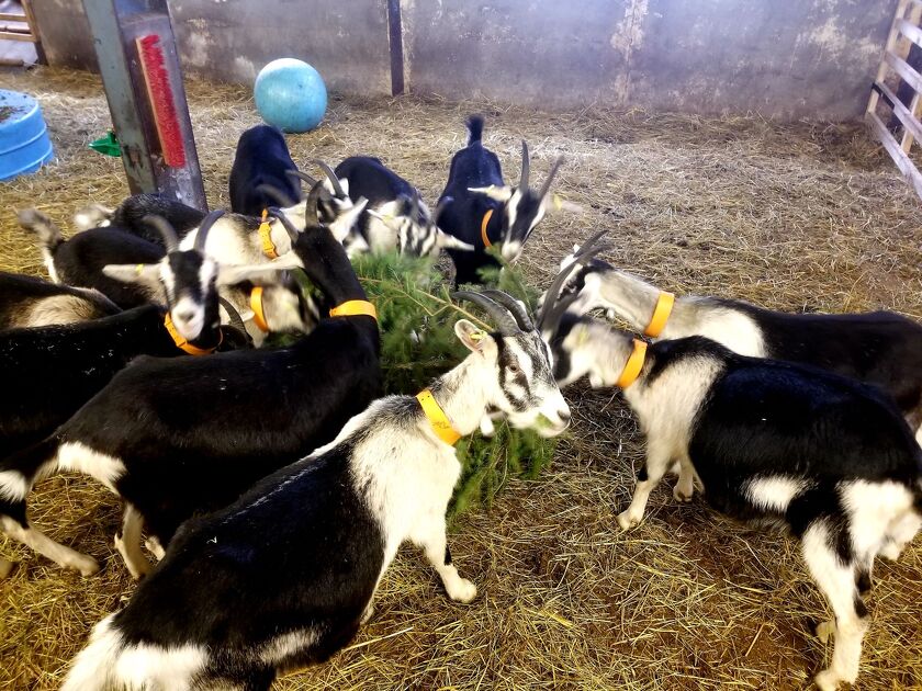 © Crèche très vivante de Noël_Val-Cenis - A.Jorcin