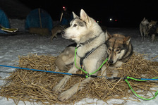 © La Grande Odyssée Royal Canin - Col du Mont Cenis Val Cenis - R. TISSOT