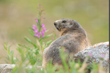 © Marmotte - Victor Seve - PNV