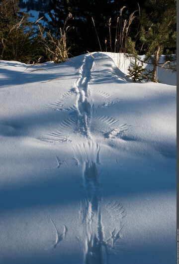 © Exposition Traces et indices de vie de la faune sauvage_Aussois - Jérémie Jourdan - PNV