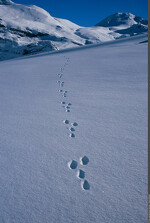 © Exposition Traces et indices de vie de la faune sauvage_Aussois - Nicolas Bayard - PNV