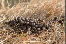 © Exposition Traces et indices de vie de la faune sauvage_Aussois - Christian Balais - PNV