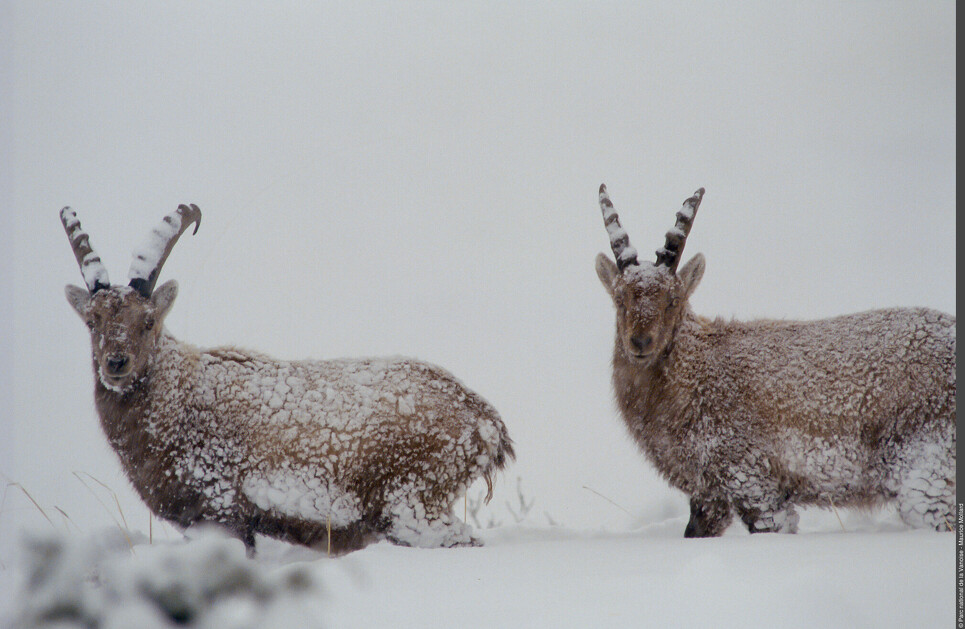 © Point rencontre - Découverte de la faune en hiver -  Termignon_Val-Cenis - Maurice Mollard - PNV