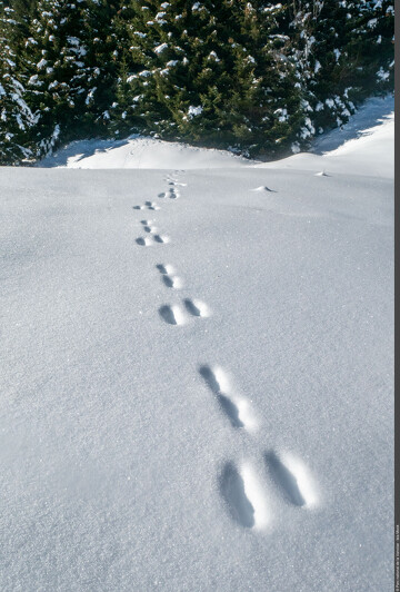 © Point rencontre - Découverte de la faune en hiver -  Termignon_Val-Cenis - Isia Mook - PNV