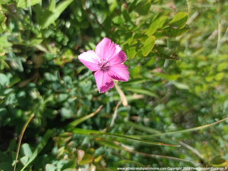© Balade botanique, histoire et vie quotidienne du Mont-Cenis I Rendez-vous Nature en Savoie_Val-Cenis - Yves Vionnet