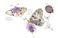 © Nature de flûtes - concert et aquarelle I Rendez-vous Nature en Savoie_Val-Cenis - Julie Litty-Wintz