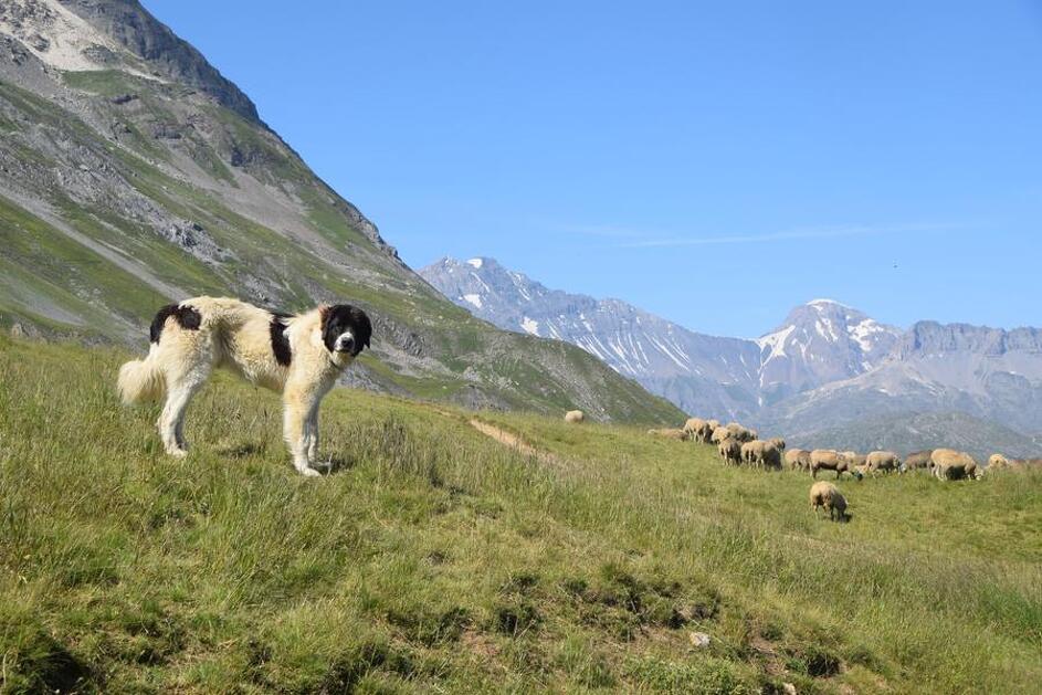 © Marcher avec le vivant : Agriculture et biodiversité en alpage_Val-Cenis - CASM