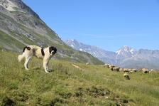 © Marcher avec le vivant : Agriculture et biodiversité en alpage_Val-Cenis - CASM