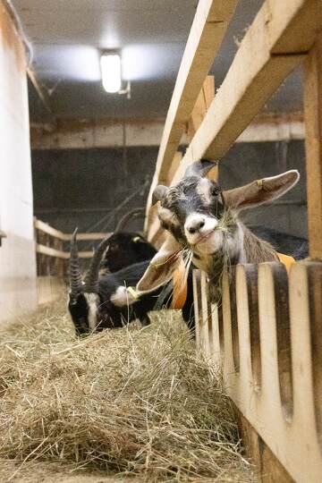 © Nature & Ski - Visite de la chèvrerie_Val-Cenis - A.Jorcin