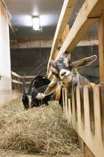 © Nature & Ski - Visite de la chèvrerie_Val-Cenis - A.Jorcin