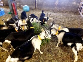 Nature & Ski - Visite de la chèvrerie