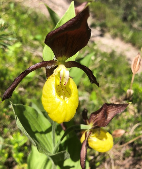 La Voie des plantes