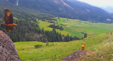 © Explorer Termignon à pied : ETAP 3 - La forêt du Belvédère_Val-Cenis - C.Vair