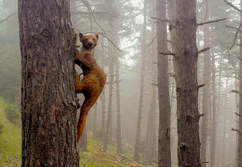 © Explorer Termignon à pied : ETAP 3 - La forêt du Belvédère_Val-Cenis - C.Vair