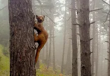 © Explore Termignon on foot: STAGE 3 - The Belvedere Forest_Val-Cenis - C.Vair