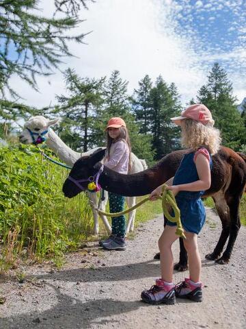 © Balade ressourçante au rythme des alpagas_Val-Cenis - D.Cuvelier - OTHMV