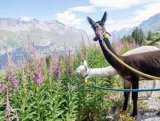 © Balade ressourçante au rythme des alpagas_Val-Cenis - D.Cuvelier - OTHMV
