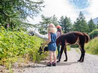 © Balade ressourçante au rythme des alpagas_Val-Cenis - D.Cuvelier - OTHMV