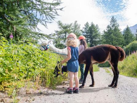 Balade ressourçante au rythme des alpagas