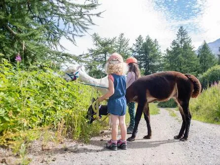 A rejuvenating walk to the rhythm of the alpacas
