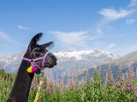 © Balade ressourçante au rythme des alpagas_Val-Cenis - D.Cuvelier - OTHMV
