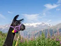 © Een verkwikkende wandeling op het ritme van de alpaca's_Val-Cenis - D.Cuvelier - OTHMV