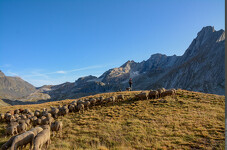 © Exposition "Le Pastoralisme en Vanoise"_Val-Cenis - PNV-Sébastien BREGEON