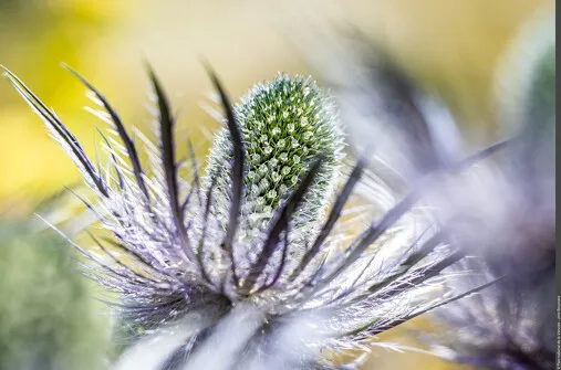 Power flower- Parc national de la Vanoise
