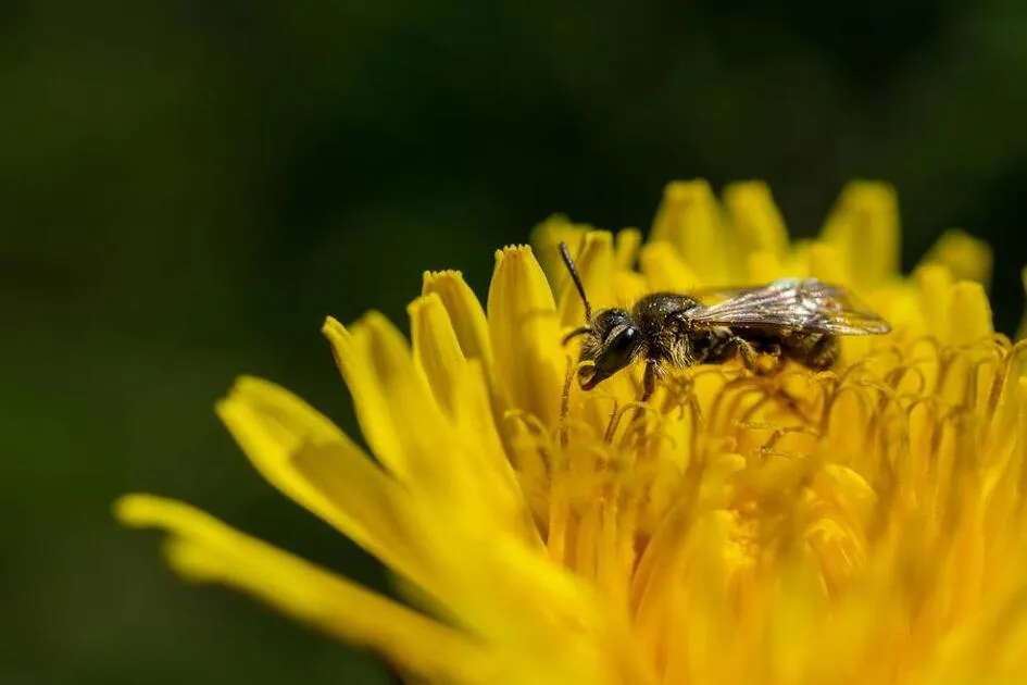 © Animation naturaliste : le parcours d'une combattante._Val-Cenis - Freepik.com