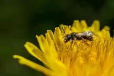 © Animation naturaliste : le parcours d'une combattante._Val-Cenis - Freepik.com