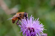 © Animation naturaliste : le parcours d'une combattante._Val-Cenis - Freepik.com
