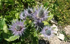 © Writing Workshop at the Alpine Garden: "A Flower? An Emotion?" - JF Durand
