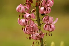 © Writing Workshop at the Alpine Garden: "A Flower? An Emotion?" - JF Durand