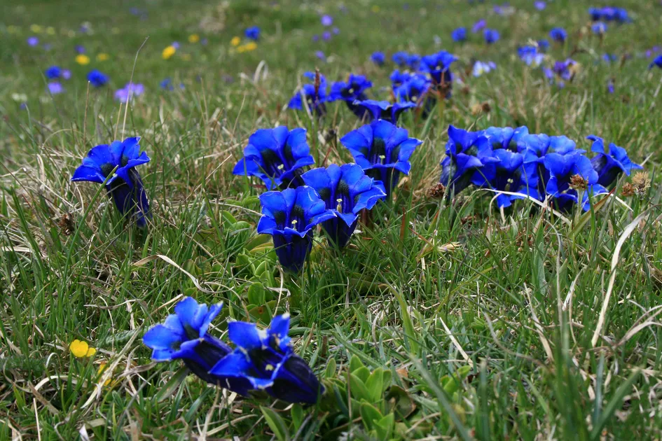 © Writing Workshop at the Alpine Garden: "A Flower? An Emotion?" - JF Durand