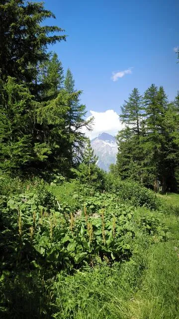 © Introduction to Orienteering - @ChaletlaFema