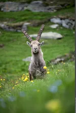 Sur les traces des animaux de montagne !