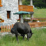 © val-cenis-lanslevillard-residence-les-mélèzes - a.desimone